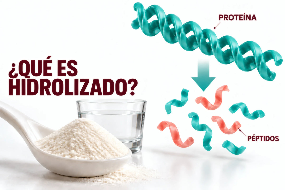 Ilustración conceptual de una proteína fragmentada en péptidos junto a colágeno en polvo; ¿qué es hidrolizado?